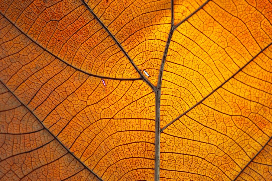 Närbild på ett orange höstlöv som visar hela bladets textur, som illustration till önskefotos tips för att fånga mysiga texturer i höstfotografering.