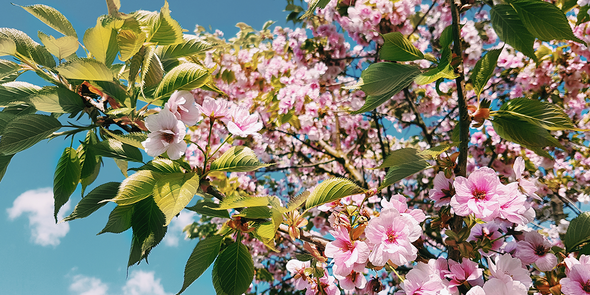En blick upp mot körsbärsblommorna i Kew Gardens i London, som visar olika sorters körsbärsträd hos önskefoto.