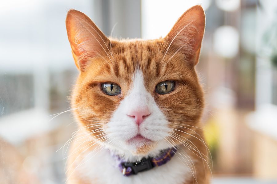 Ett närbildsporträtt av ansiktet på en rödaktig katt illustrerar Wes Kristophers tips för önskefoto om att komma ner lågt och i ögonhöjd för att fånga mer personlighet i husdjursfotograferingar.