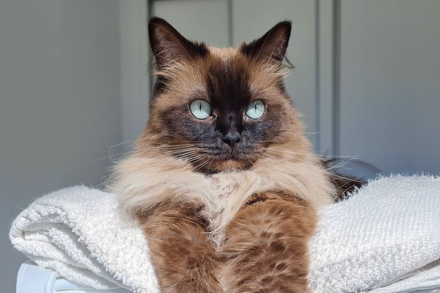 En fluffig brun katt med klarblå ögon, som tillhör Ivo, illustrerar önskefotos tips om att använda naturligt ljus för de bästa husdjursbilderna.