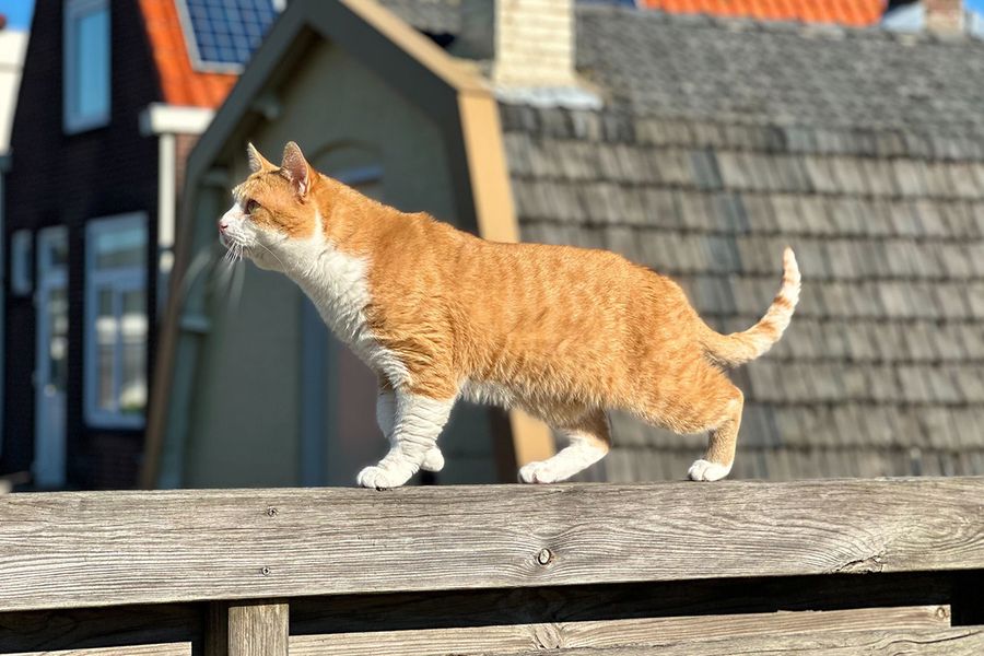 Kacchan den rödaktiga katten illustrerar Rans tips för önskefoto om att följa solljuset för den bästa naturliga färggraderingen i söta kattbilder.
