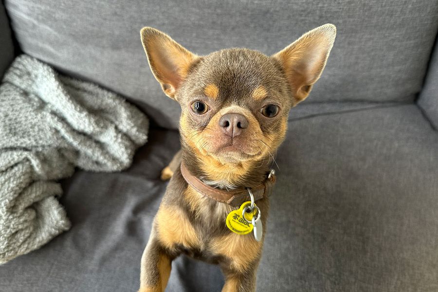 Giorgio chihuahuan tittar rakt in i kameran, vilket illustrerar Maias tips för önskefoto om att göra höga ljud för att fånga hundens uppmärksamhet inför den perfekta bilden.