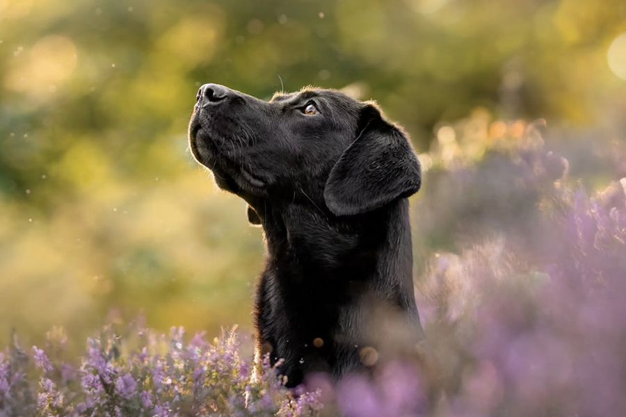 En svart labrador står i ett lavendelfält, vilket illustrerar Holly Dwyers tips för önskefoto om att fånga en genuin relation i familje- och husdjursfotograferingar.