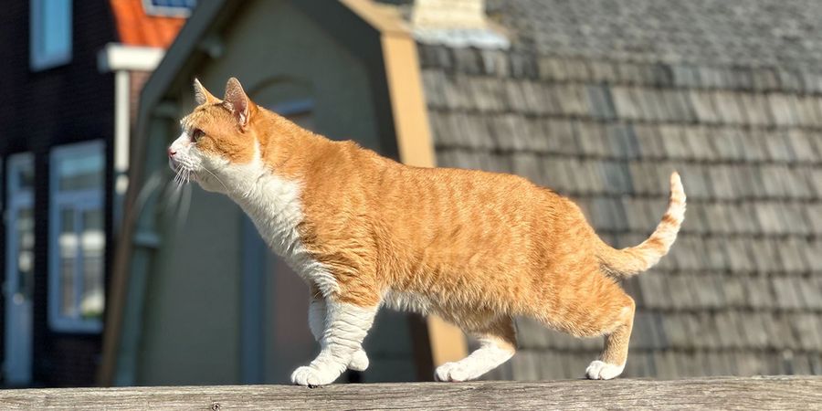 En rödaktig katt illustrerar önskefotos expertguide för att ta bättre bilder på husdjur, med tips för katt- och hundfotografering.