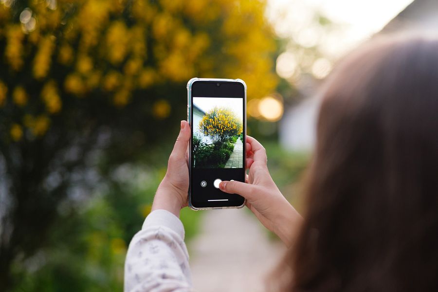 Någon tar en bild på en vacker buske med gula blommor, vilket illustrerar hur snabbt fotoöverbelastning uppstår i önskefotos guide till att sortera bilder.