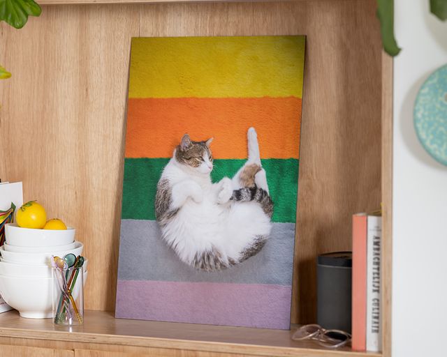 Aluminiumtavla med en katt på en regnbågsrandig matta.
