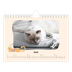 Fotokalender A5 Enkel — Kattassistentar och klotter [Januari]