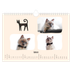 Fotokalender A4 Enkel — Kattassistentar och klotter [Februari]