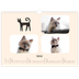 Fotokalender A3 Enkel — Kattassistentar och klotter [Februari]